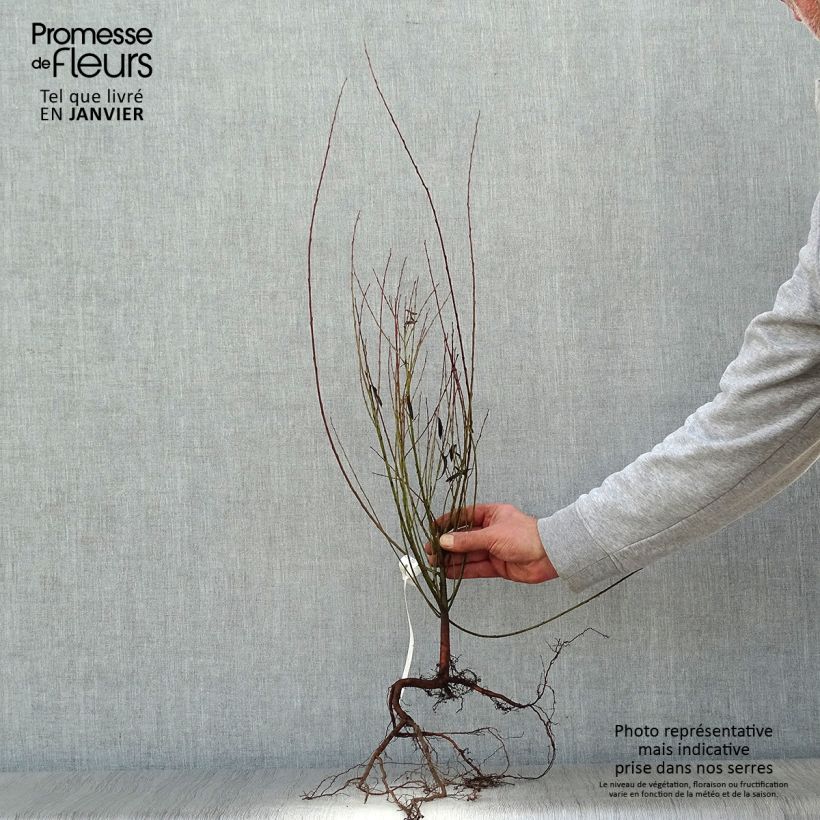 Example of Salix purpurea Nana - Saule pourpre Racines nues as you get in hiver