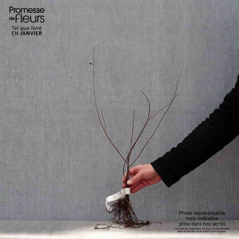 Spécimen de Salix repens Nitida - Saule rampant  Racines nues tel que livré en hiver