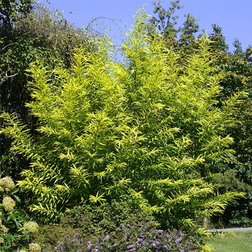 Saule doré -  Salix sachalinensis Golden Sunshine (Plant habit)