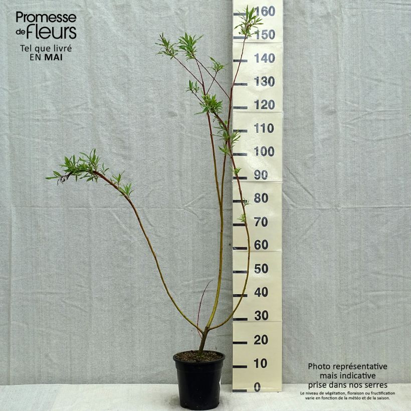 Example of Salix sachalinensis Sekka - Saule de Sakhaline  Pot de 3L/4L as you get in printemps