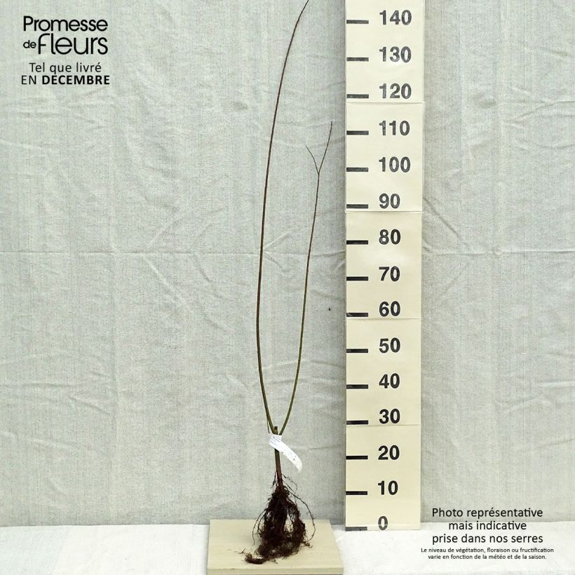 Example of Salix viminalis - Saule des vanniers Racines nues as you get in hiver