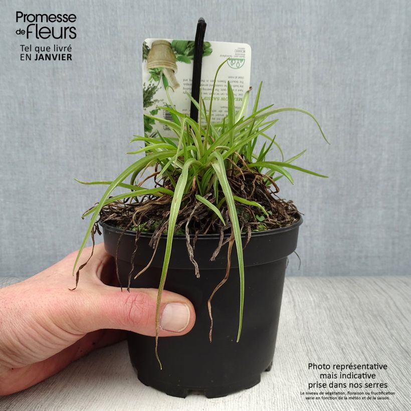 Example of Salsifis des près - Tragopogon pratensis Pot de 1,5L/2L as you get in hiver