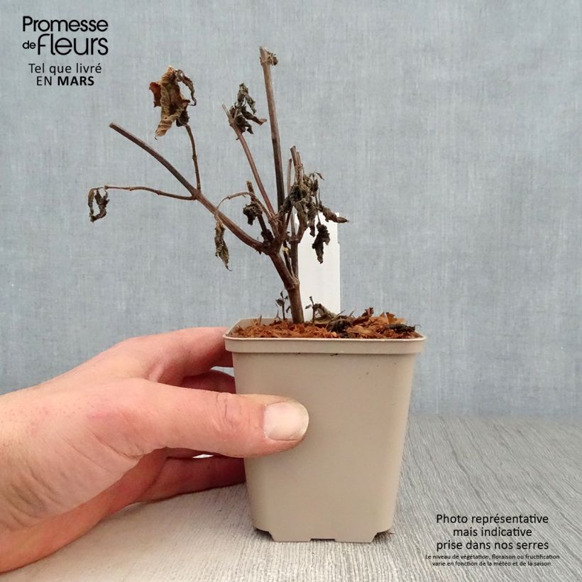 Example of Salvia Amante - sauge hybride Godet de 8/9 cm as you get in printemps