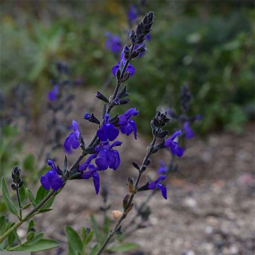 Sauge arbustive Blue Note - Salvia microphylla (Flowering)