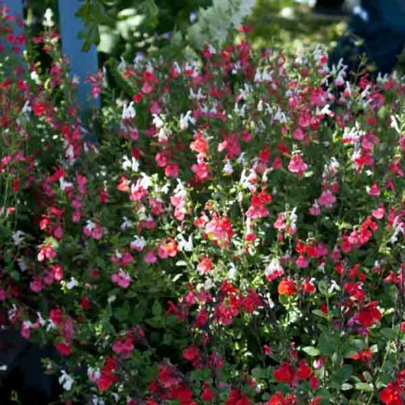 Sauge arbustive - Salvia microphylla Hot Lips (Plant habit)