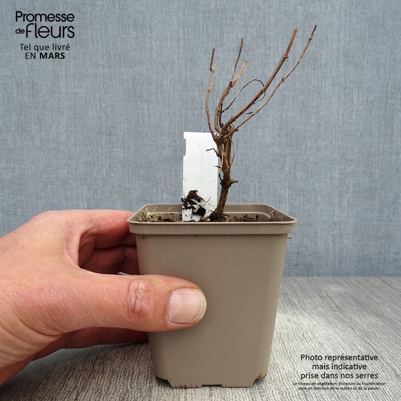 Example of Salvia Papajan - sauge arbustive Godet de 8/9 cm as you get in printemps