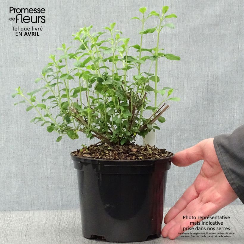 Example of Salvia Papajan - sauge arbustive Pot de 2L/3L as you get in printemps