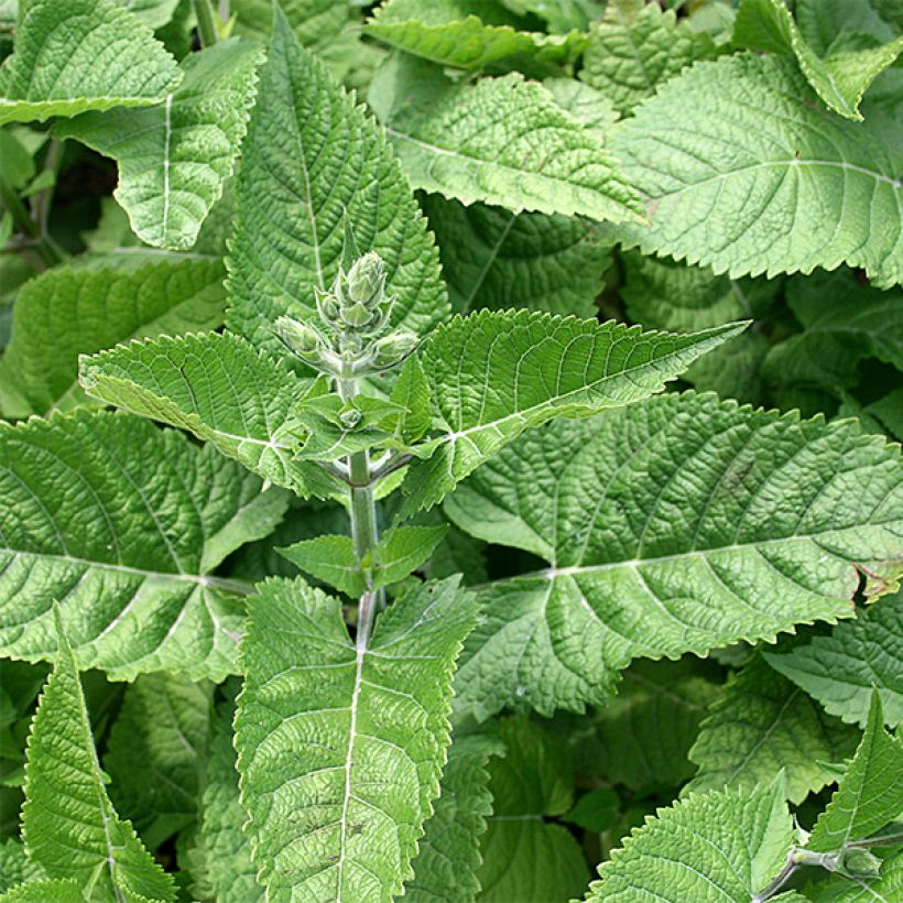 Sauge - Salvia glutinosa (Foliage)