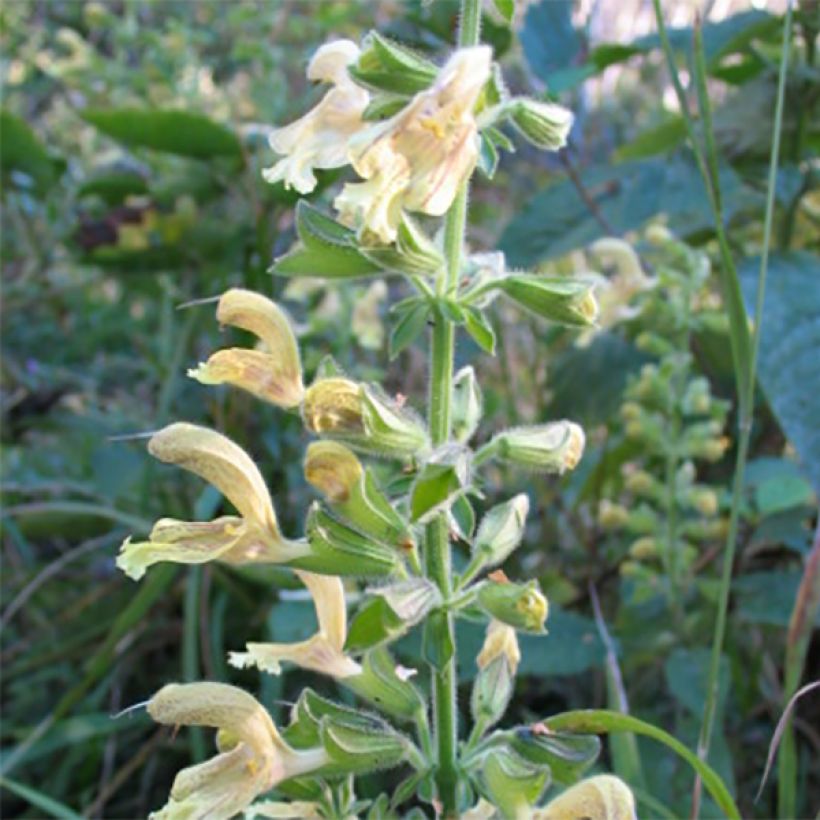 Sauge - Salvia glutinosa (Flowering)