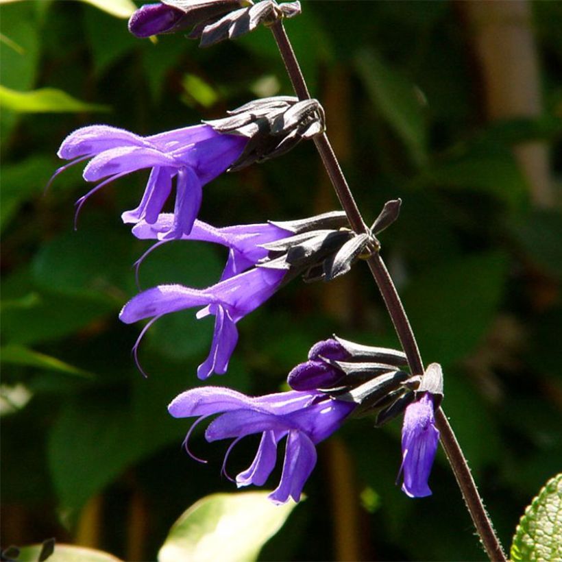 Sauge arbustive - Salvia guaranitica Black and Blue (Flowering)