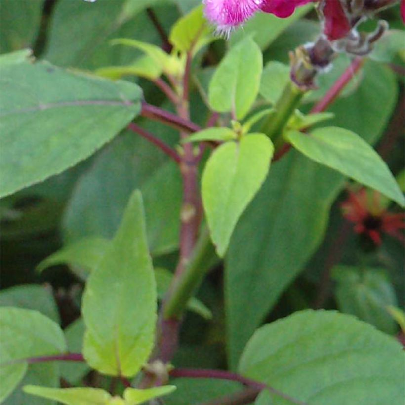 Sauge - Salvia involucrata Bethelii (Foliage)
