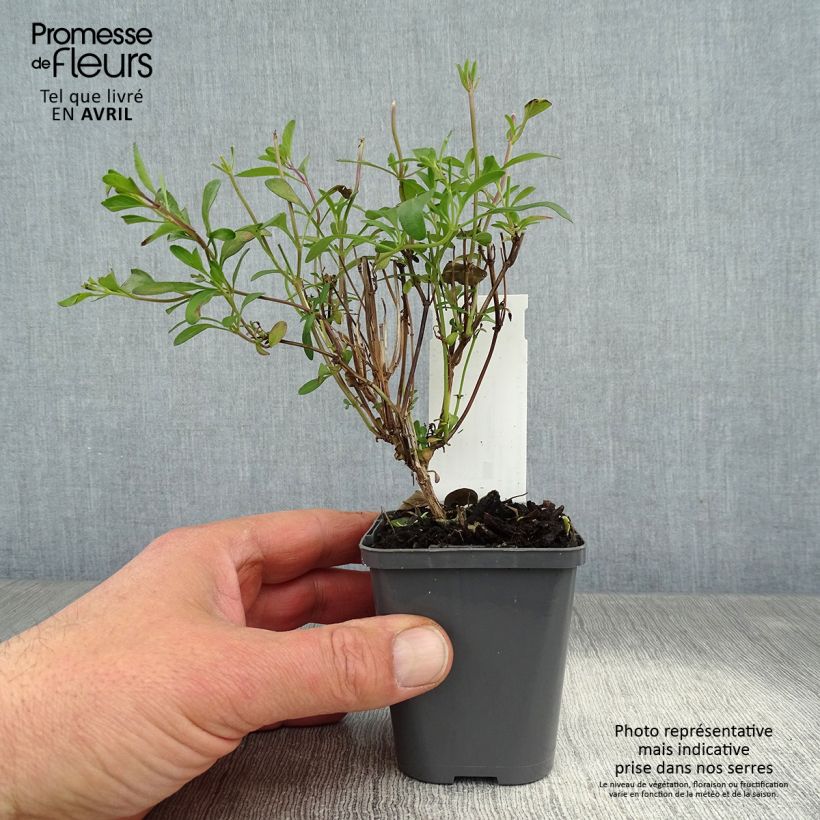 Example of Sauge arbustive Violette de Loire - Salvia jamensis Godet de 7/8 cm as you get in printemps