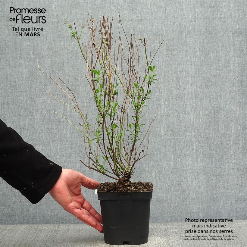 Example of Sauge arbustive Violette de Loire - Salvia jamensis Pot de 2L/3L as you get in printemps