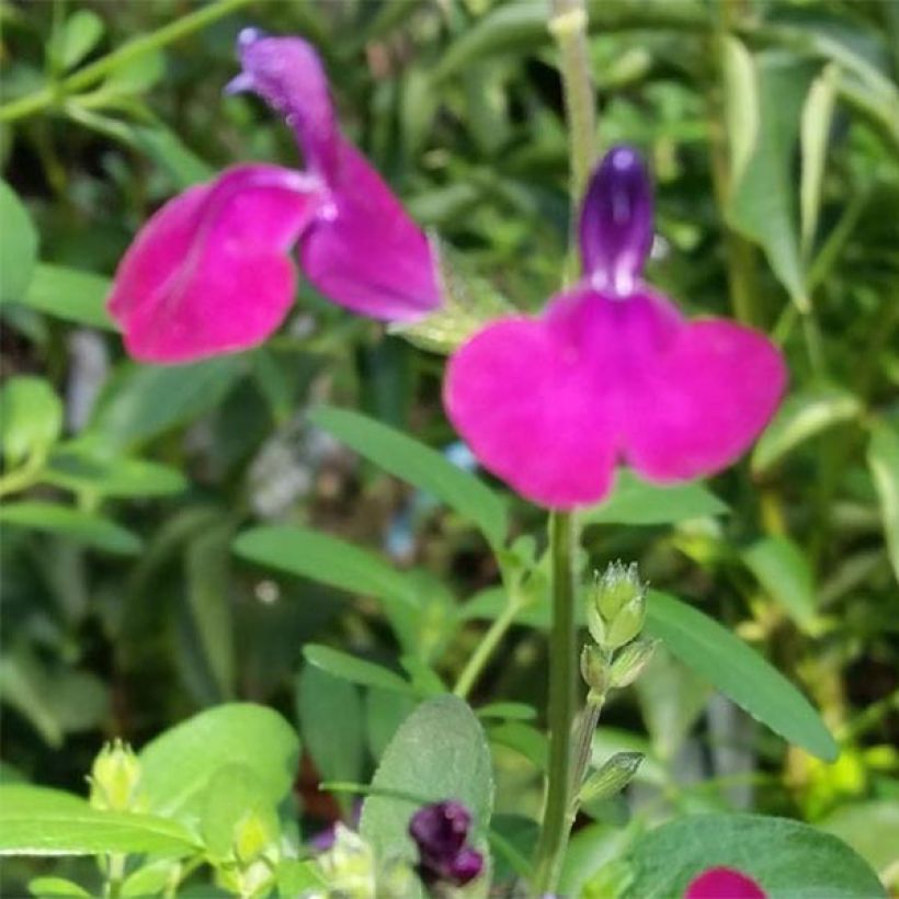 Sauge arbustive Violette de Loire - Salvia jamensis (Flowering)