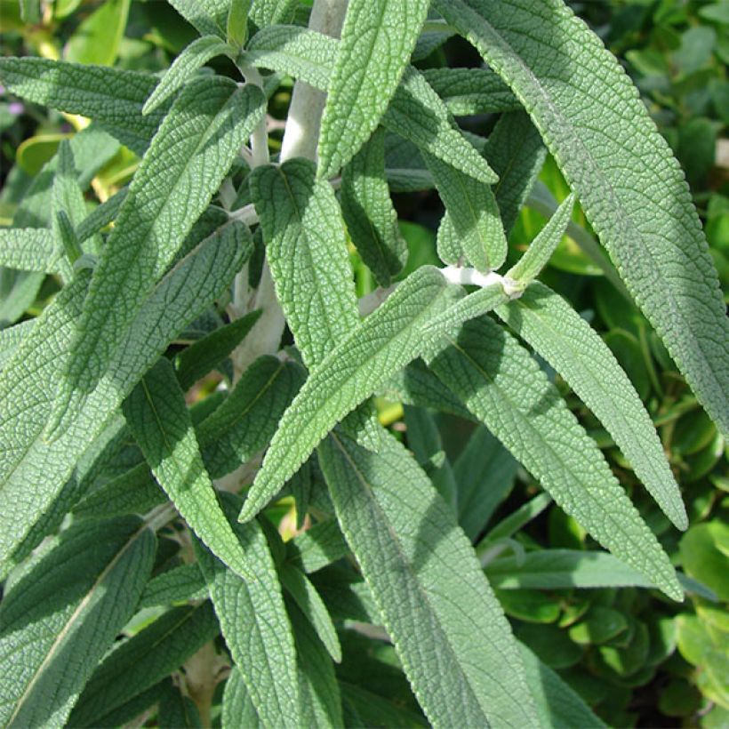 Sauge - Salvia leucantha (Foliage)