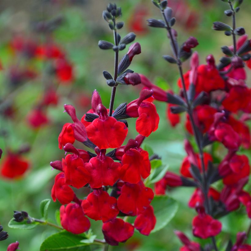 Sauge arbustive Reve Rouge - Salvia jamensis (Flowering)