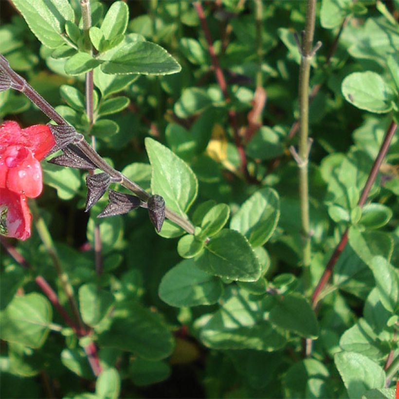 Sauge arbustive - Salvia microphylla Royal Bumble (Foliage)