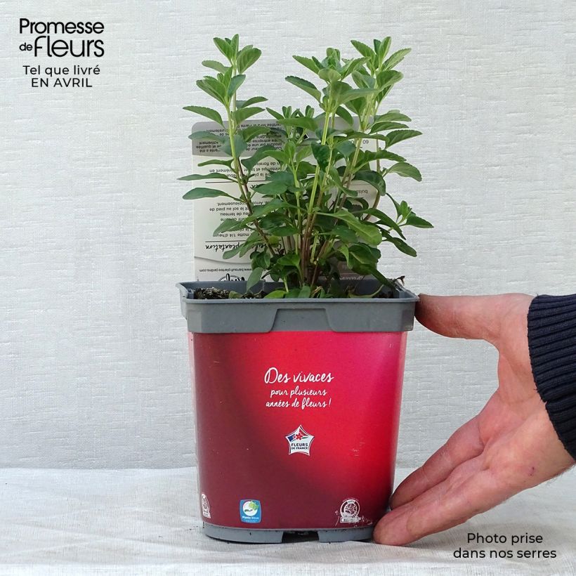 Example of Sauge arbustive - Salvia microphylla Royal Bumble Pot de 2L/3L as you get in printemps