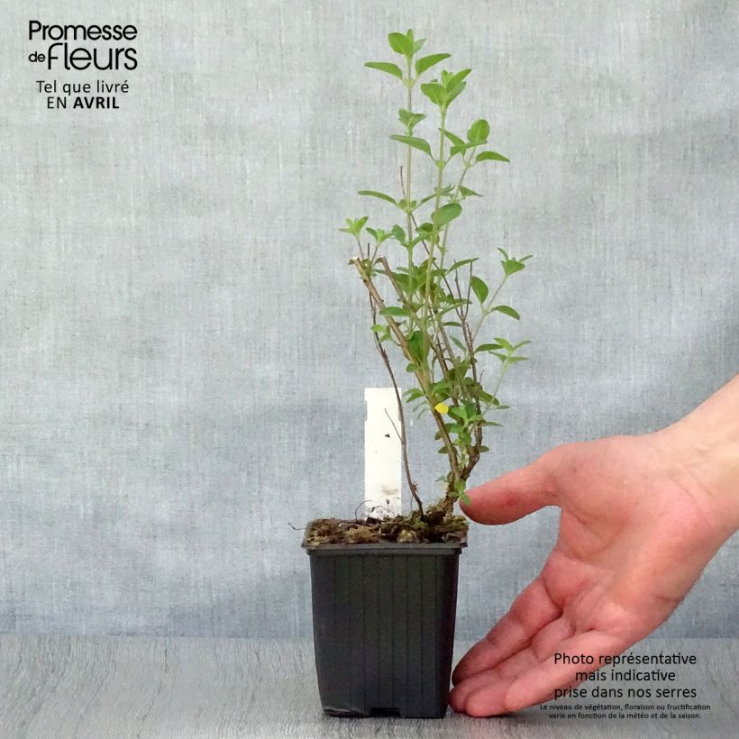 Example of Sauge arbustive - Salvia microphylla Royal Bumble Godet de 8/9 cm as you get in printemps