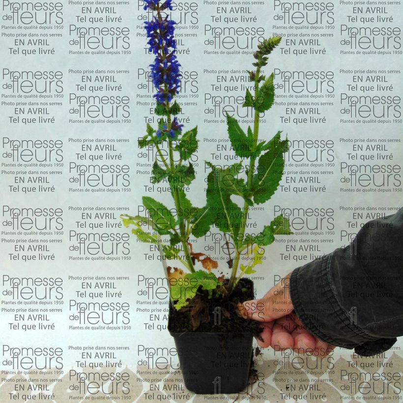 Example of Salvia nemorosa April Night - Sauge des bois Godet de 8/9 cm as you get