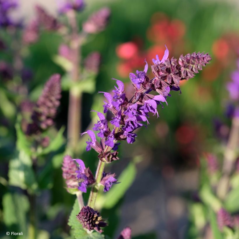 Salvia nemorosa Bazuin Dark Night - Sauge des bois (Floraison)