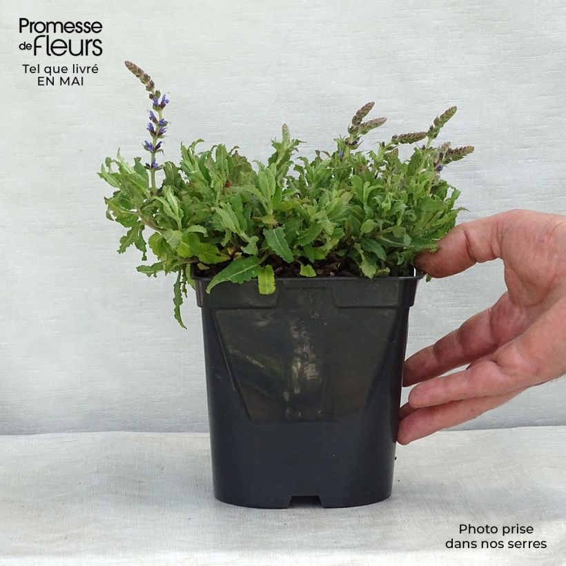 Example of Salvia nemorosa Blauhügel Godet de 8/9 cm as you get in printemps