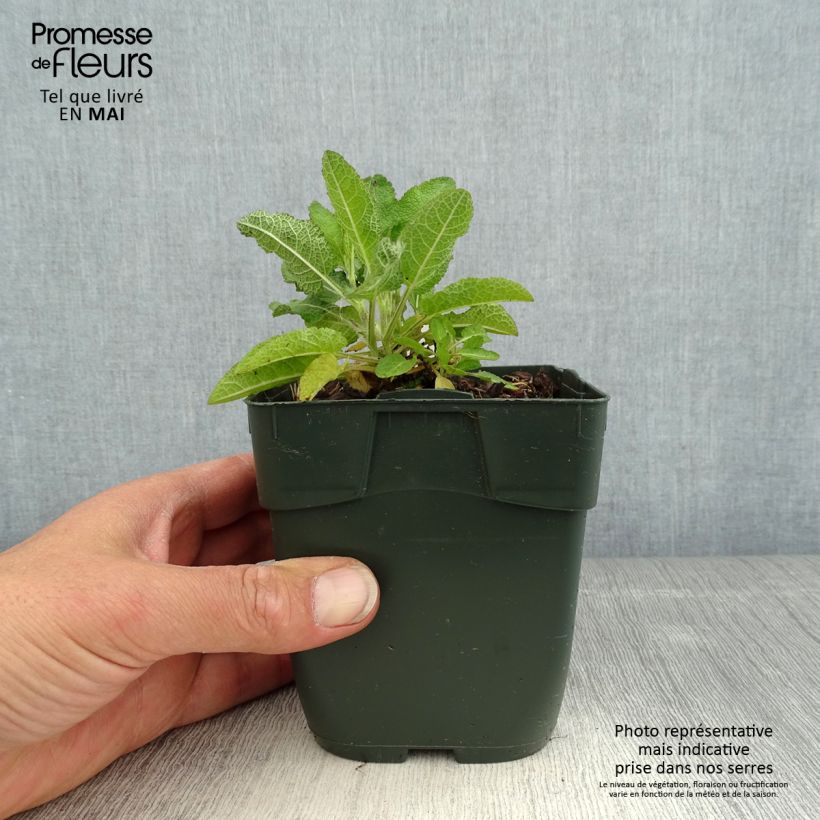 Example of Salvia nemorosa Blue Marvel - Sauge des bois Godet de 8/9 cm as you get in printemps