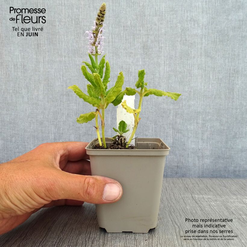 Example of Salvia nemorosa Bumblesky Godet de 8/9 cm as you get in printemps