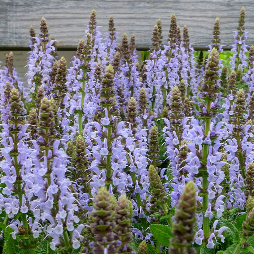 Salvia nemorosa Bumblesky (Flowering)
