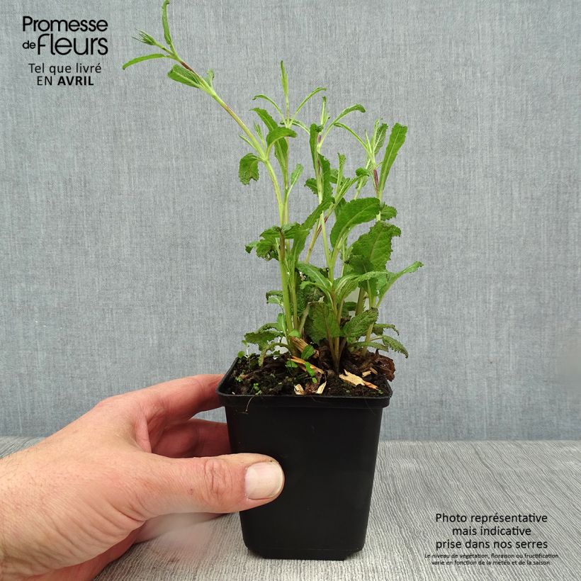 Example of Salvia nemorosa Caradonna Compact - Sauge des bois Godet de 8/9 cm as you get in printemps