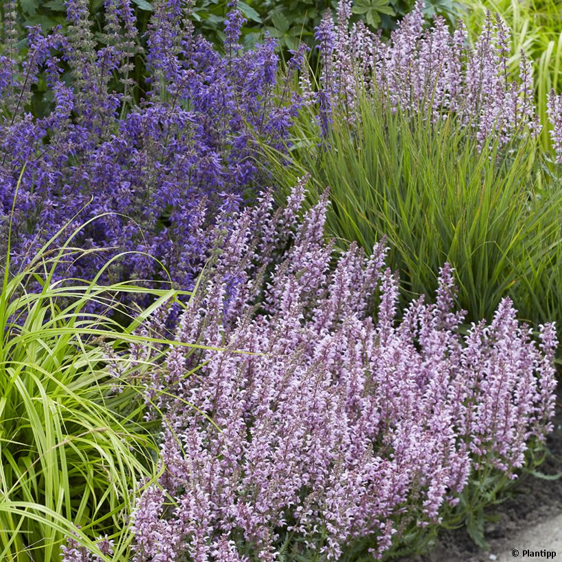 Salvia nemorosa Feathers Flamingo - Sauge des bois  (Plant habit)
