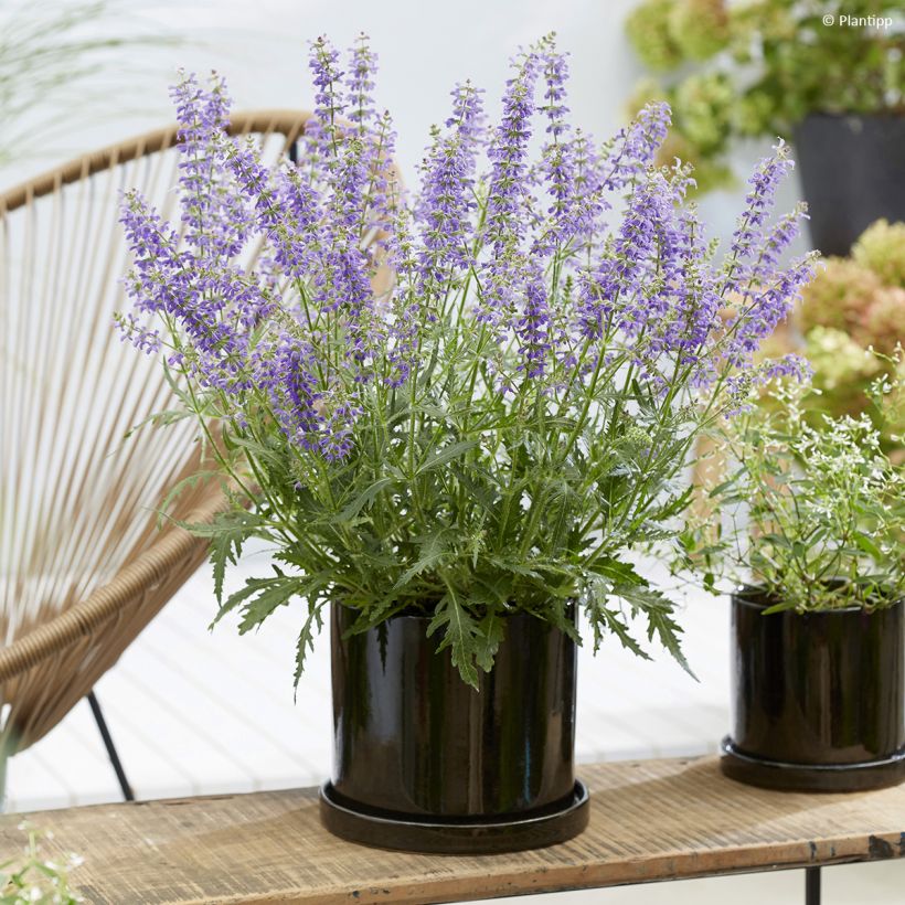 Salvia Feathers Peacock - Sauge hybride (Port)