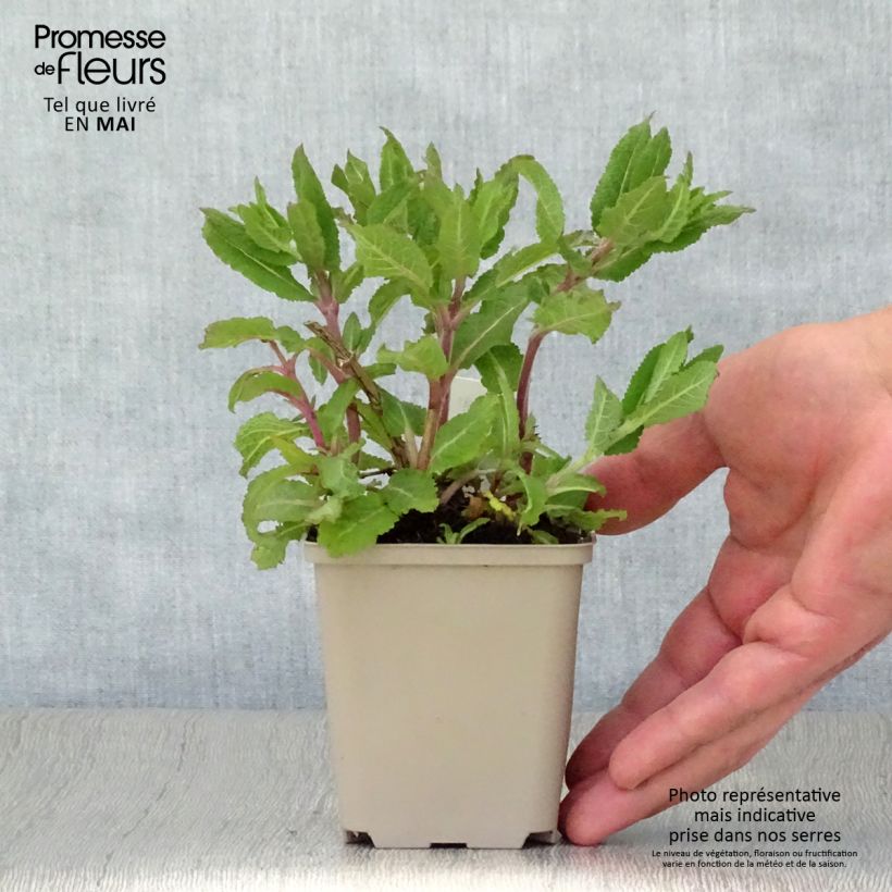 Example of Salvia nemorosa Lubecca - Sauge des bois Godet de 8/9 cm as you get in printemps