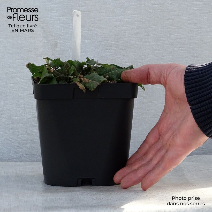 Spécimen de Salvia nemorosa Mainacht - Sauge des bois bleu violet Pot de 2L/3L tel que livré au printemps