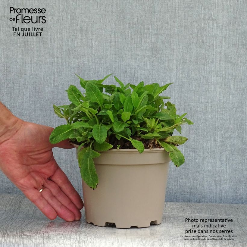 Spécimen de Salvia nemorosa Mainacht - Sauge des bois bleu violet Pot de 2L/3L tel que livré en été
