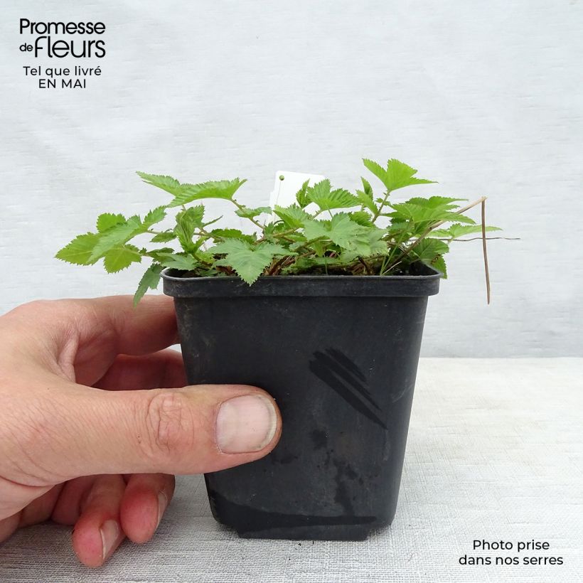 Spécimen de Salvia nemorosa Mainacht - Sauge des bois bleu violet Godet de 8/9 cm tel que livré au printemps