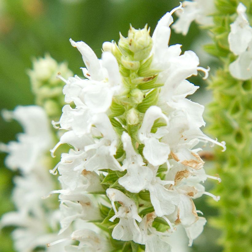 Salvia nemorosa Salute White - Sauge des bois (Floraison)