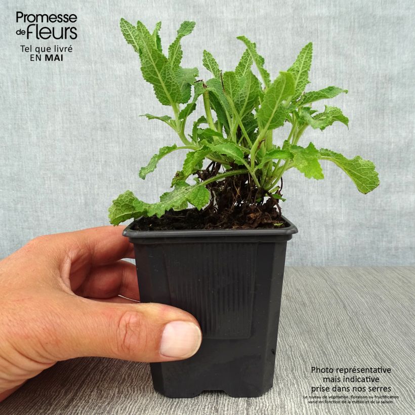 Example of Salvia nemorosa Schneehügel - Sauge des bois Godet de 8/9 cm as you get in printemps