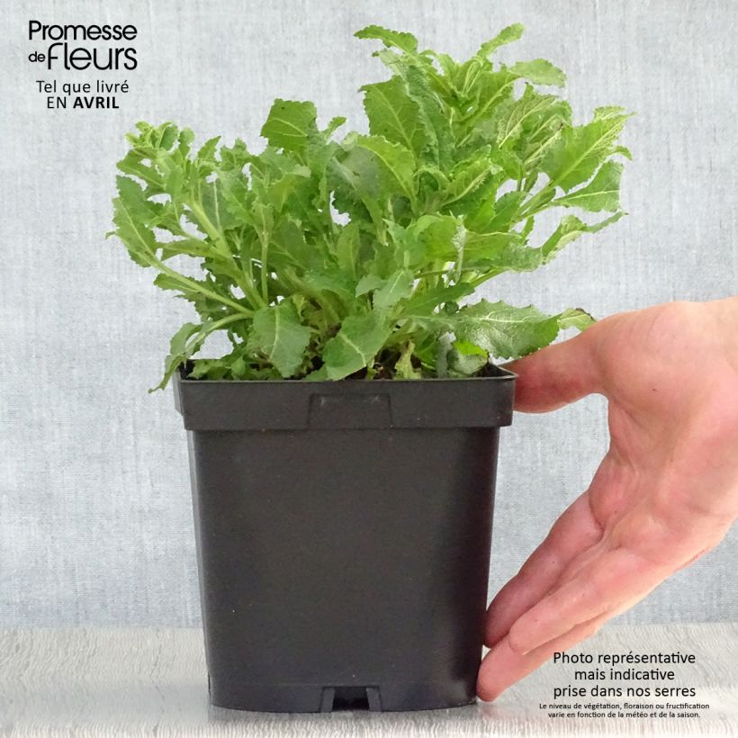 Example of Salvia nemorosa Schneehügel - Sauge des bois Pot de 2L/3L as you get in printemps