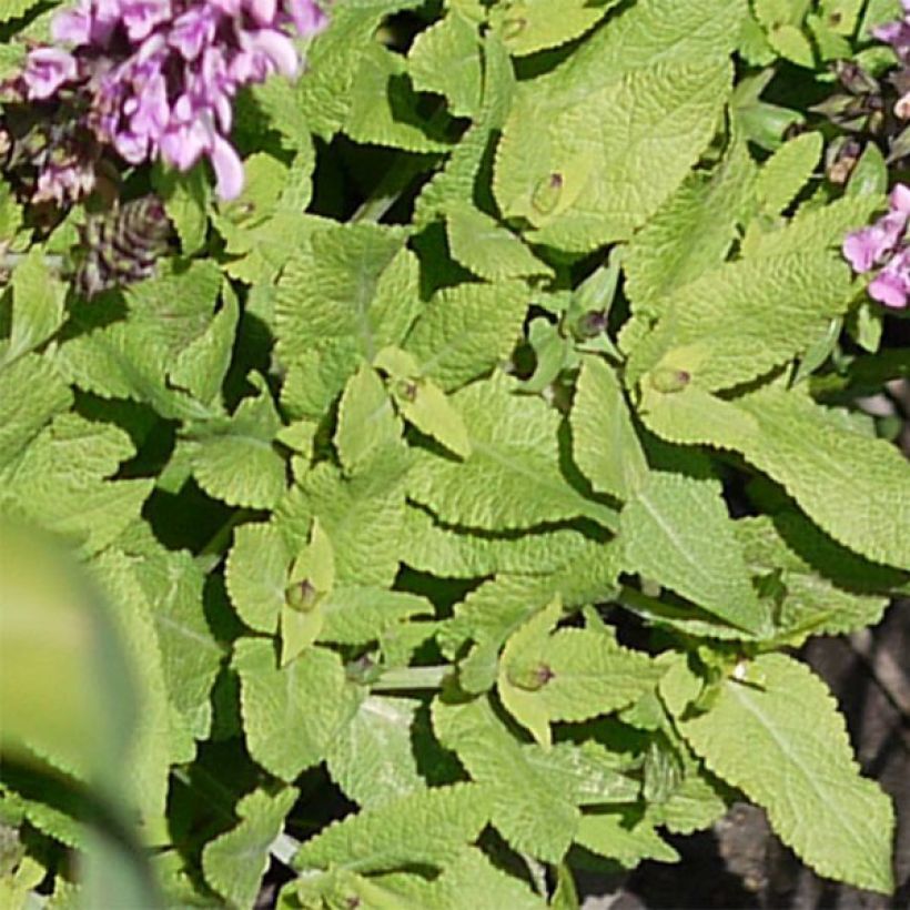 Salvia nemorosa Sensation Rose - Sauge des bois rose clair (Foliage)