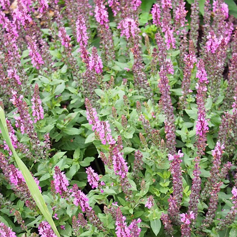 Salvia nemorosa Sensation Rose - Sauge des bois rose clair (Flowering)