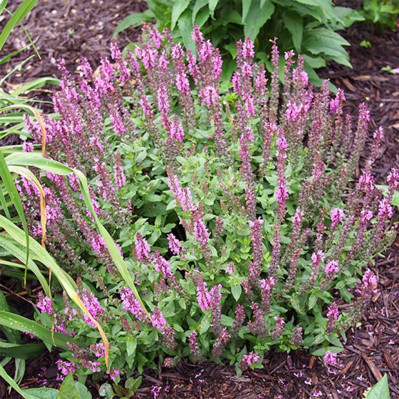 Salvia nemorosa Sensation Rose - Sauge des bois rose clair (Plant habit)