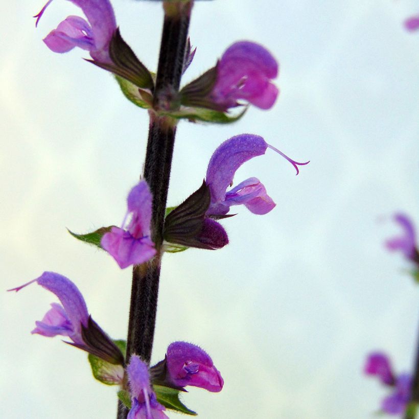 Salvia nemorosa Serenade - Sauge des bois (Flowering)