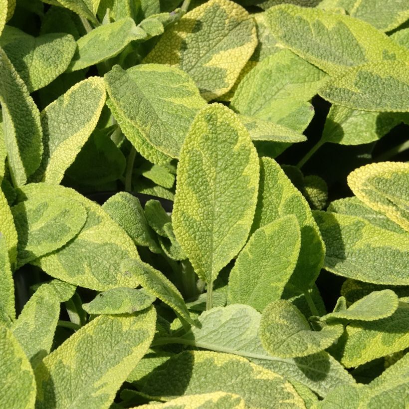 Salvia officinalis Aurea - Sauge officinale Aurea (Feuillage)