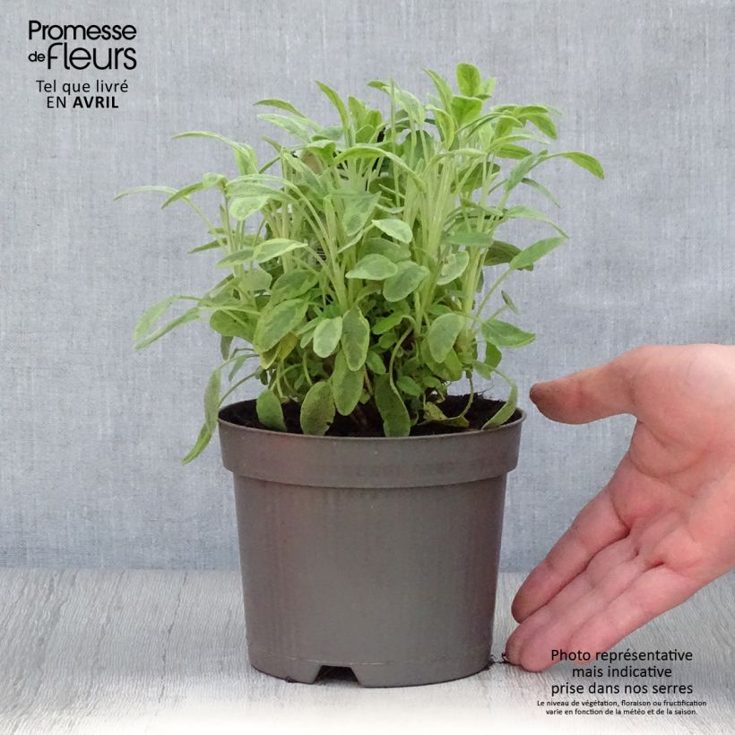 Example of Salvia officinalis Icterina - Sauge officinale Icterina Pot de 1,5L/2L as you get in printemps