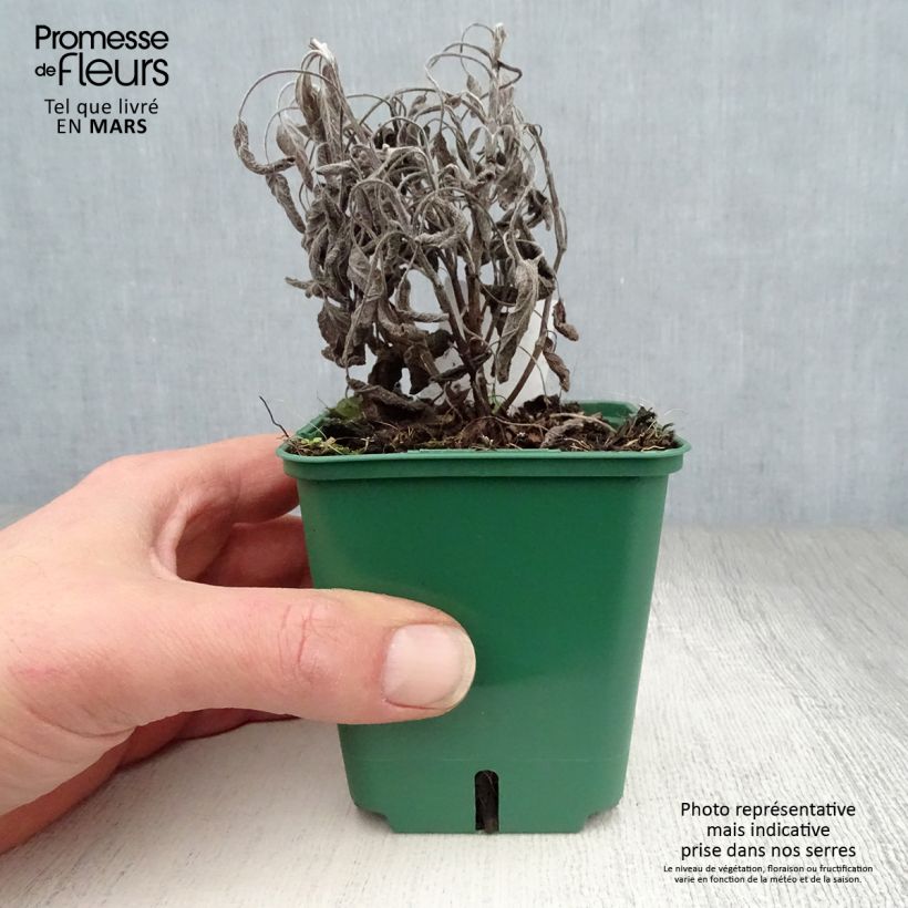 Example of Salvia officinalis Icterina - Sauge officinale Icterina Godet de 8/9 cm as you get in printemps