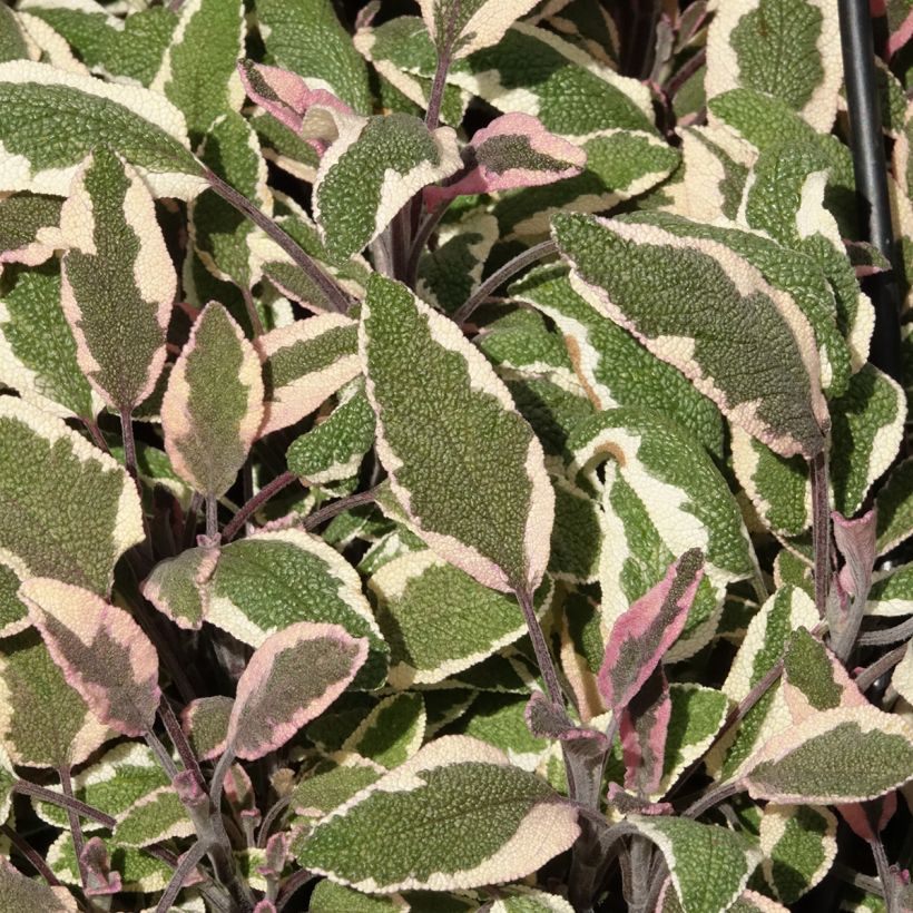Sauge officinale Tricolor - Salvia officinalis (Feuillage)