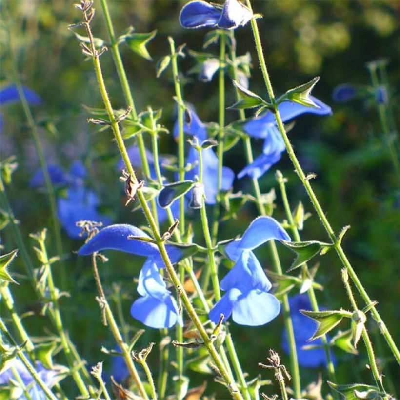 Salvia patens - Sauge gentiane (Flowering)