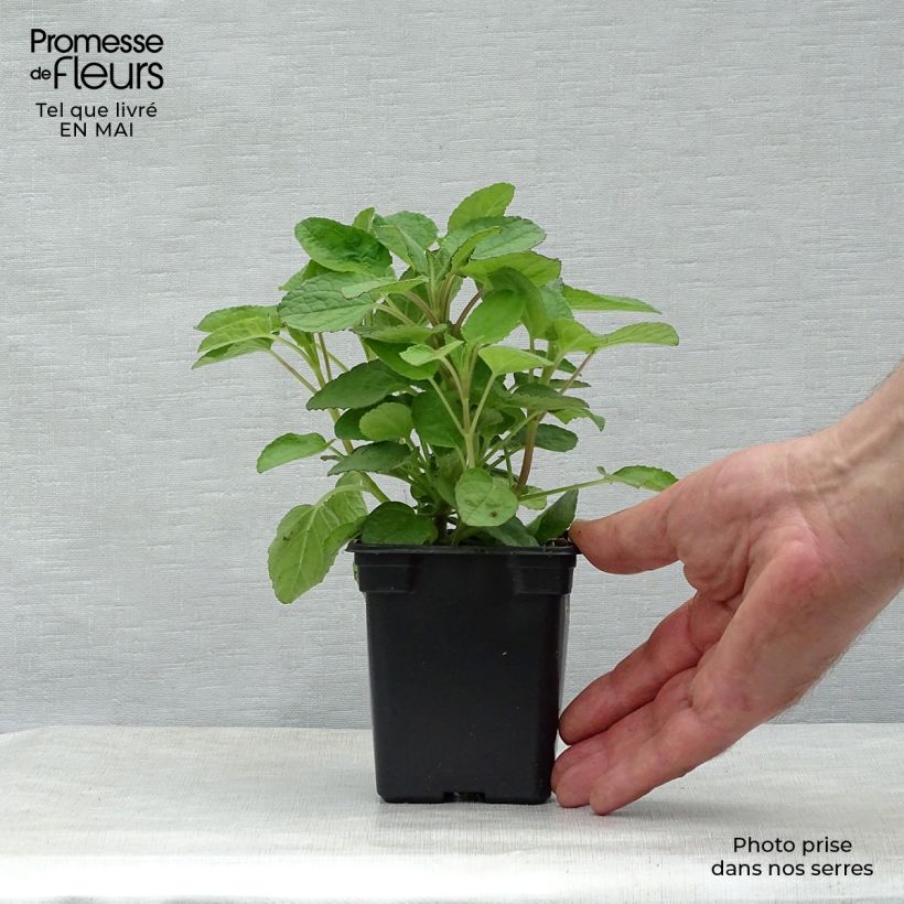 Example of Salvia patens - Sauge gentiane Godet de 7/8 cm as you get in printemps