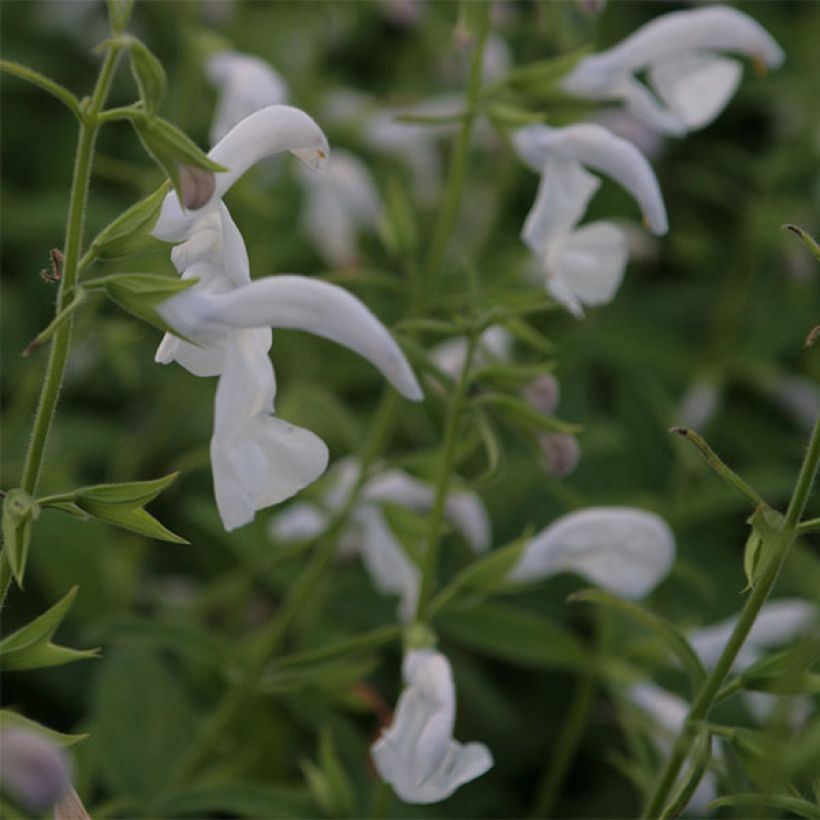 Salvia patens White Trophy - Sauge gentiane blanche (Flowering)